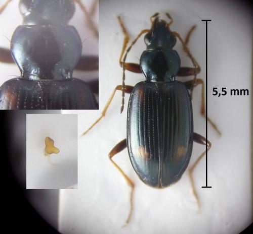 Réf. 213 813 : Bembidion bualei